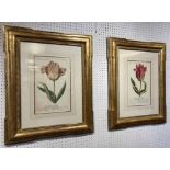 TROWBRIDGE GALLERY TULIP PRINTS, gilt framed and glazed, 68cm x 55cm.