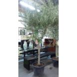 OLIVE TREE, 270cm H.