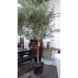 OLIVE TREE, 270cm H.