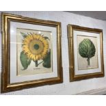 TROWBRIDGE GALLERY BOTANICAL PRINTS, sunflower and artichoke, after Besler, gilt framed and glazed,
