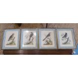 GEORGE EDWARDS 'Birds Specimen', a set of four hand coloured engravings.