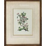 HOLMAN FINCHAM ARCA 'Crab Apple Blossom', watercolour, signed, 25cm x 20cm, framed.