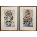 BOTANICAL OFFSET LITHOGRAPHS, depicting 18th century Faïence Cache-Pots with flowers, 70cm x 52cm,