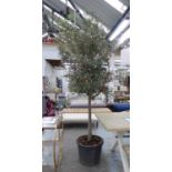 OLIVE TREE, of substantial proportions, 270cm H.