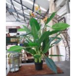 FAUX BIRD OF PARADISE PLANT, potted, 150cm H.