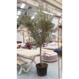 OLIVE TREE, of substantial proportions, 270cm H.