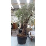 OLIVE TREE, of substantial proportions, approx 300cm H.