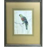 G STOKES 'Red Winged Parrot', watercolour, 22cm x 17cm, signed and framed.