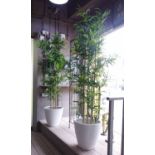 FAUX BAMBOO PLANTS, a pair, in pencil reed style pots, white painted finsih, 180cm H.