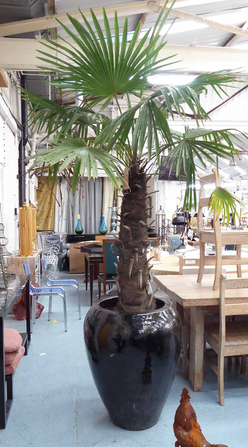 TRACHYCARPUS FORTUNEI PALM TREE, potted in large glazed pot, 270cm approx.