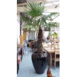 TRACHYCARPUS FORTUNEI PALM TREE, potted in large glazed pot, 270cm approx.