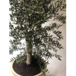 OLIVE TREE, a new growth mature olive tree in a stone glazed circular planter, 240cm H.