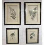 19TH CENTURY BOTANICAL HAND COLOURED FERN ENGRAVINGS, two, framed and glazed, 61cm x 44cm,