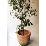 PLANTER, hand crafted terracotta circular cup form with ficus shrub with variegated leaves planter,