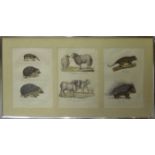 WILD ANIMALS, a set of thirteen coloured stipple engravings, framed as triptychs,