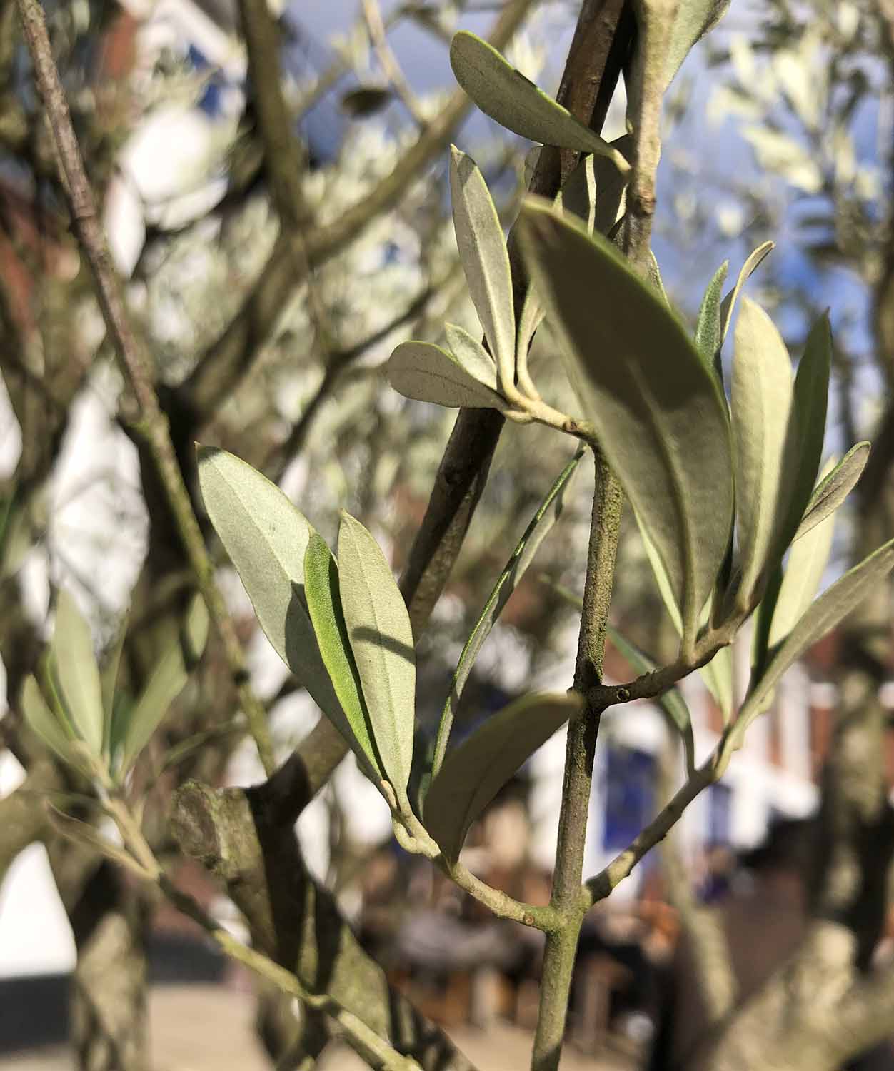 OLIVE TREES, two, potted young trees, approx 220cm H. - Image 3 of 3