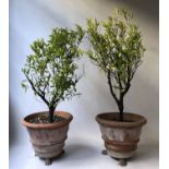 LEMON TREES, two young trees in swag motif terracotta planters with paw supports,