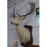 ALBINO STAGS TROPHY HEAD, mounted on shield, 110cm H.