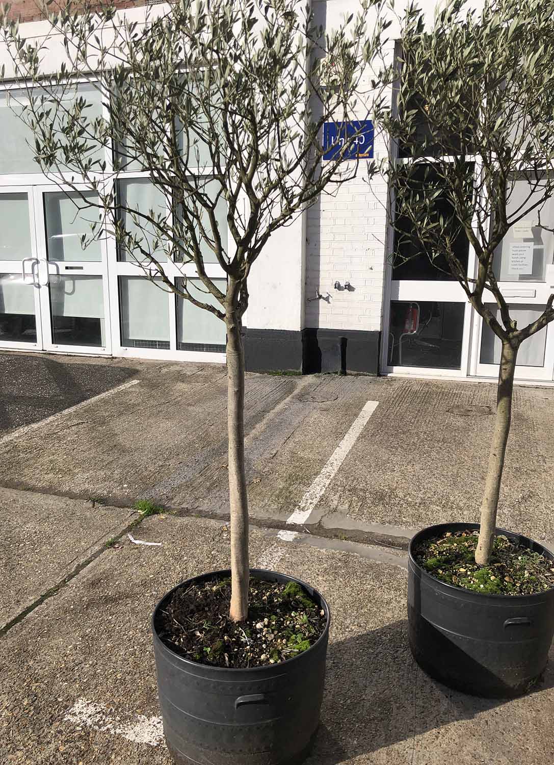 OLIVE TREES, two, potted young trees, approx 220cm H.