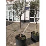 OLIVE TREES, two, potted young trees, approx 220cm H.