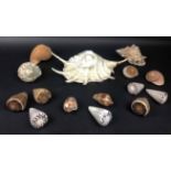 SHELL COLLECTION, various.