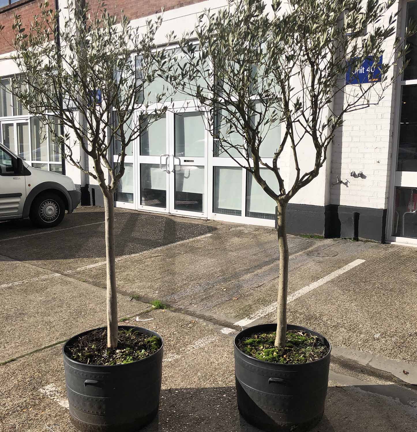 OLIVE TREES, two, potted young trees, approx 220cm H. - Image 2 of 3