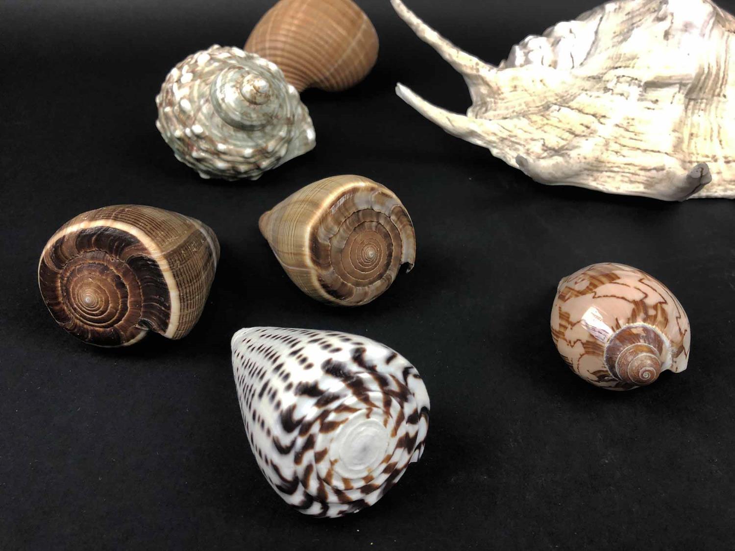 SHELL COLLECTION, various, largest 34cm L. (15) - Image 3 of 7