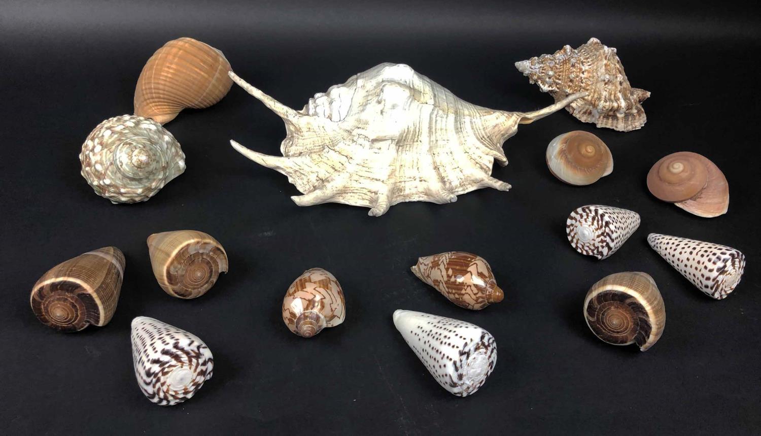 SHELL COLLECTION, various, largest 34cm L. (15)