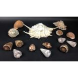 SHELL COLLECTION, various, largest 34cm L. (15)