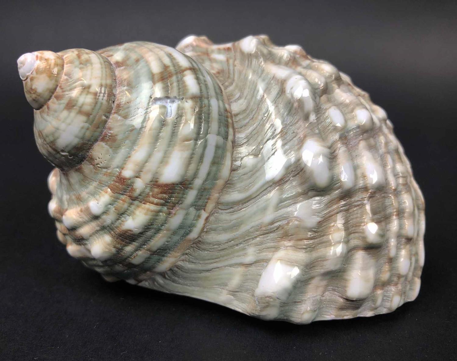 SHELL COLLECTION, various, largest 34cm L. (15) - Image 7 of 7