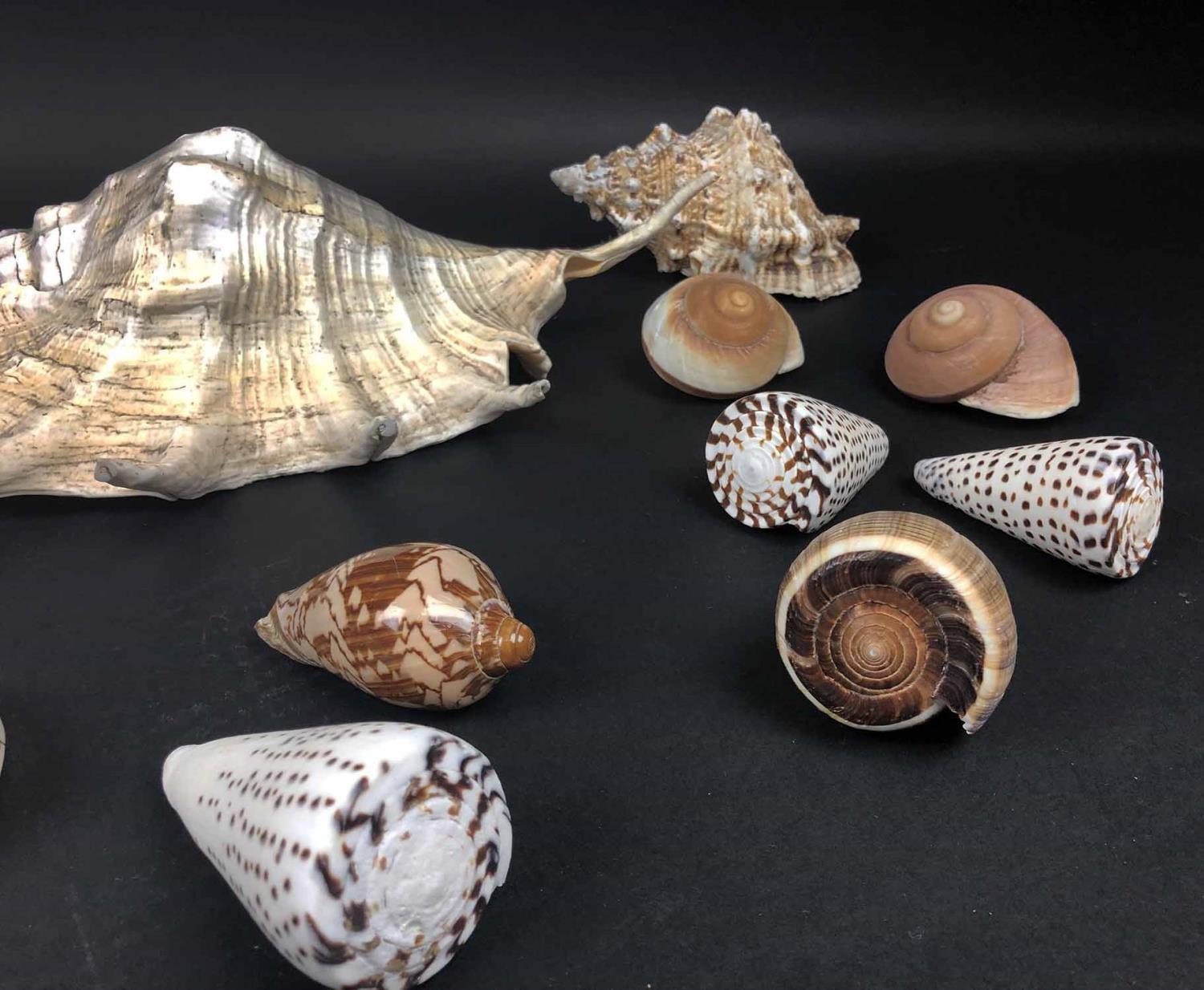 SHELL COLLECTION, various, largest 34cm L. (15) - Image 4 of 7