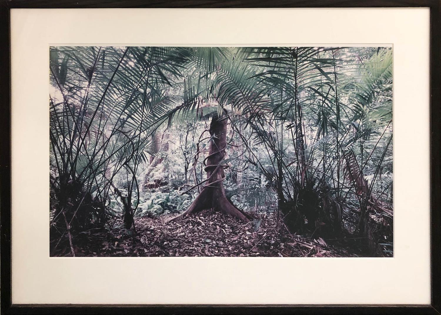 CHARLIE MEEDAN 'The Forest Tracy Belum Jungle', coloured photograph, signed and titled, 39cm x 57cm,