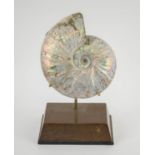 AMMONITE ON STAND, ex Christies, Paris 2011, 27cm H.