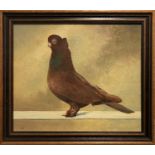 20TH CENTURY SCHOOL 'Portrait of a pigeon ancient S F Tumbler', oil on board, 26cm x 31cm, signed