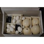 BOX CONTAINING ASSORTED EGG SPECIMENS