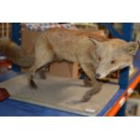 TAXIDERMY INTEREST - A STUFFED FOX ON STAND