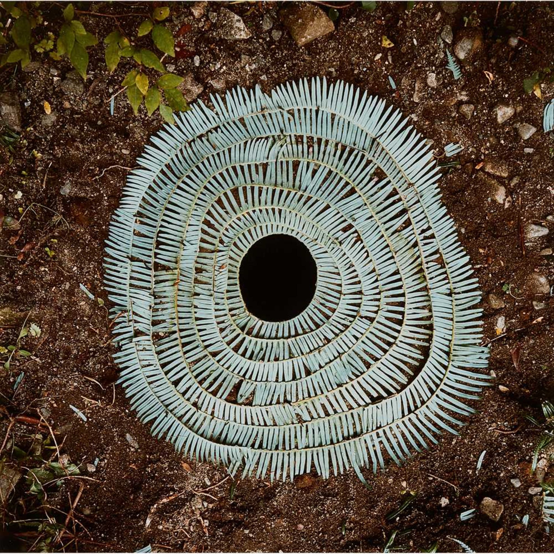 † § Andy Goldsworthy O.B.E. (British B.1956) STARTED CLIMBING 1987, chromogenic print