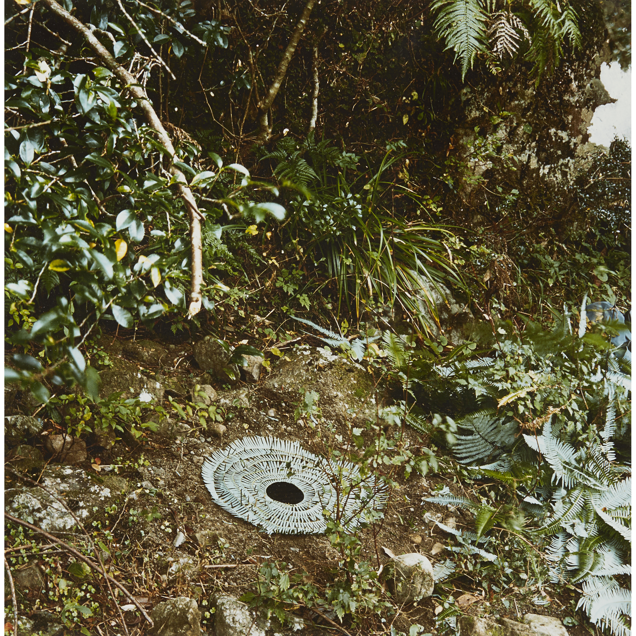 † § Andy Goldsworthy O.B.E. (British B.1956) STARTED CLIMBING 1987, chromogenic print - Image 2 of 4