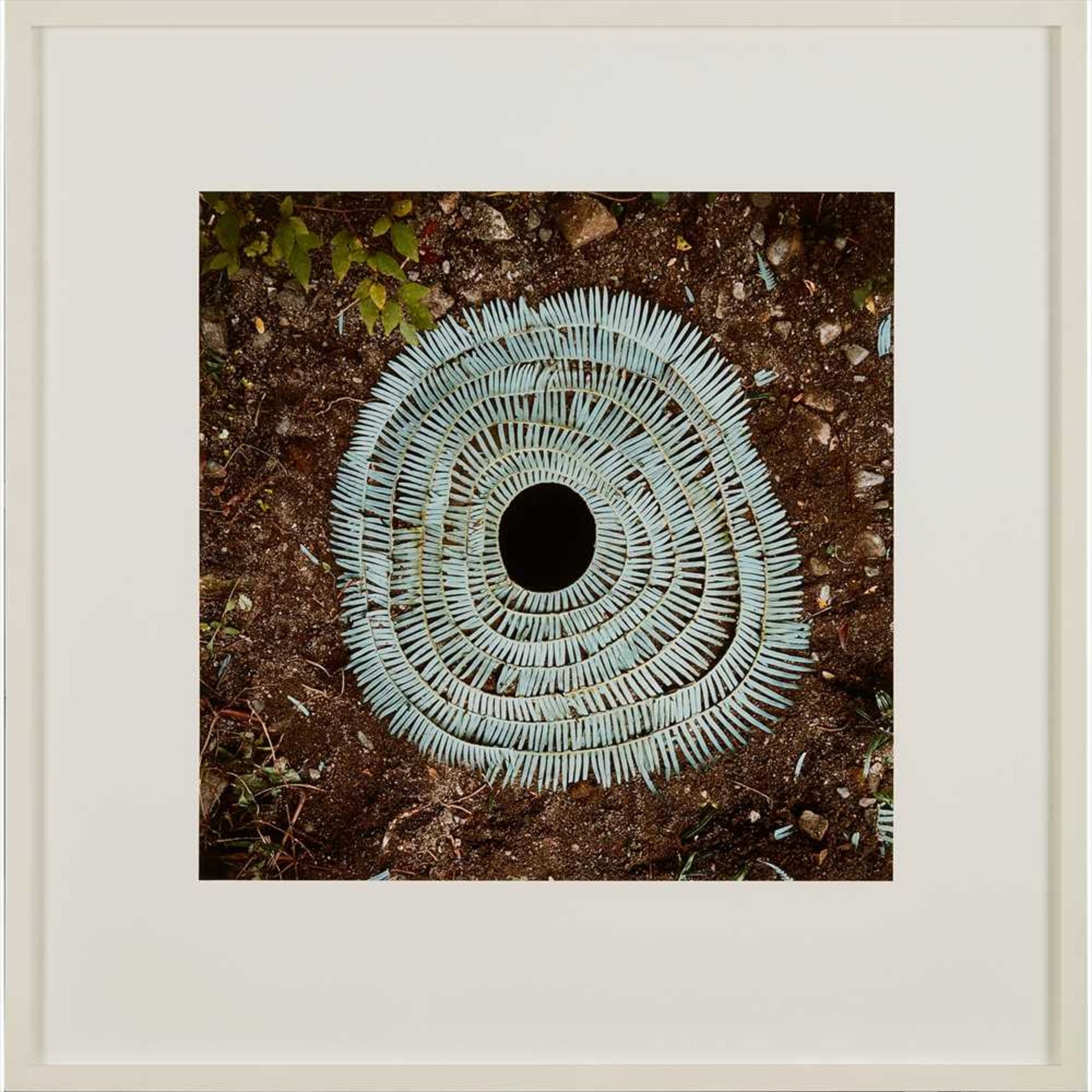 † § Andy Goldsworthy O.B.E. (British B.1956) STARTED CLIMBING 1987, chromogenic print - Image 3 of 4