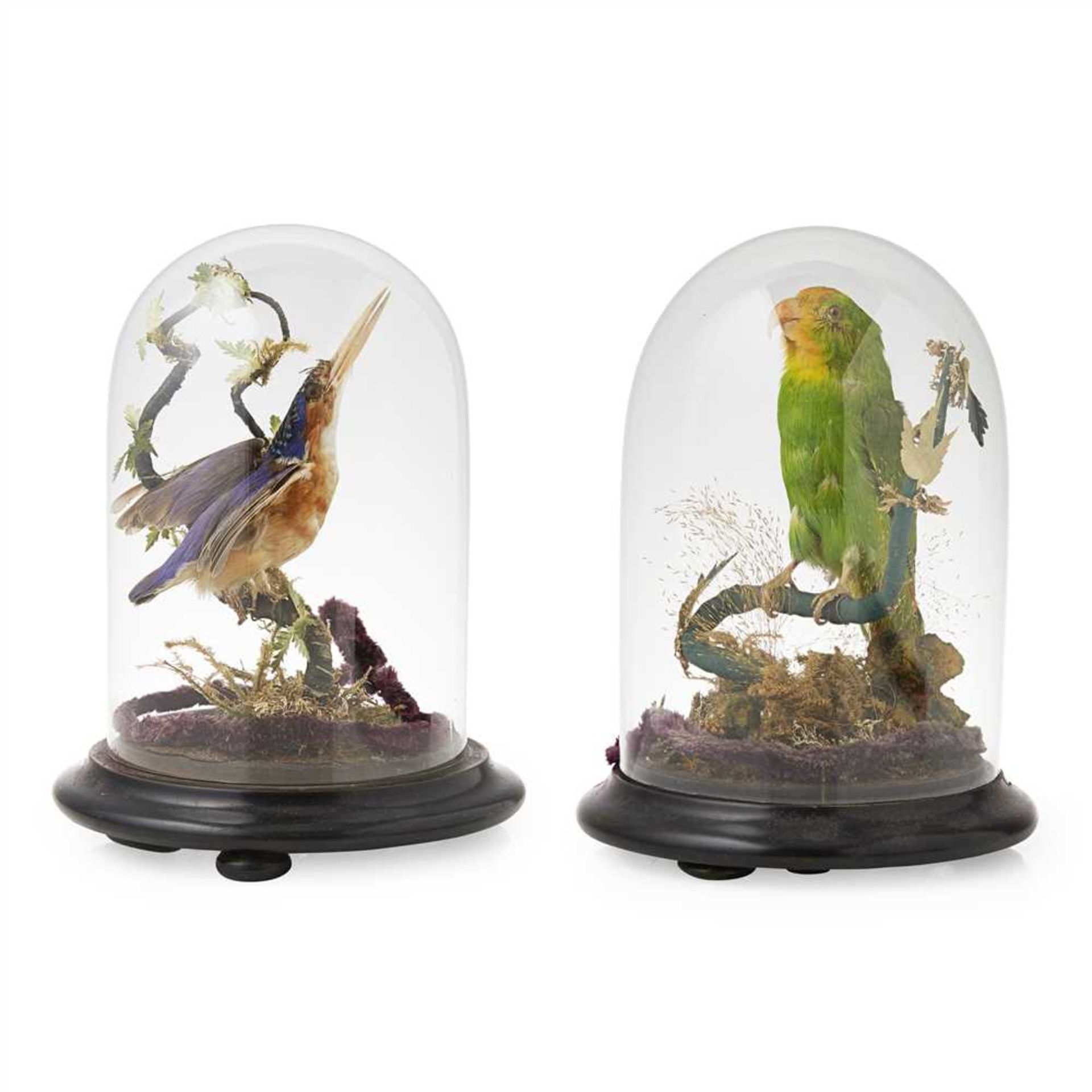 TWO DOMED TAXIDERMY BIRDS LATE 19TH CENTURY