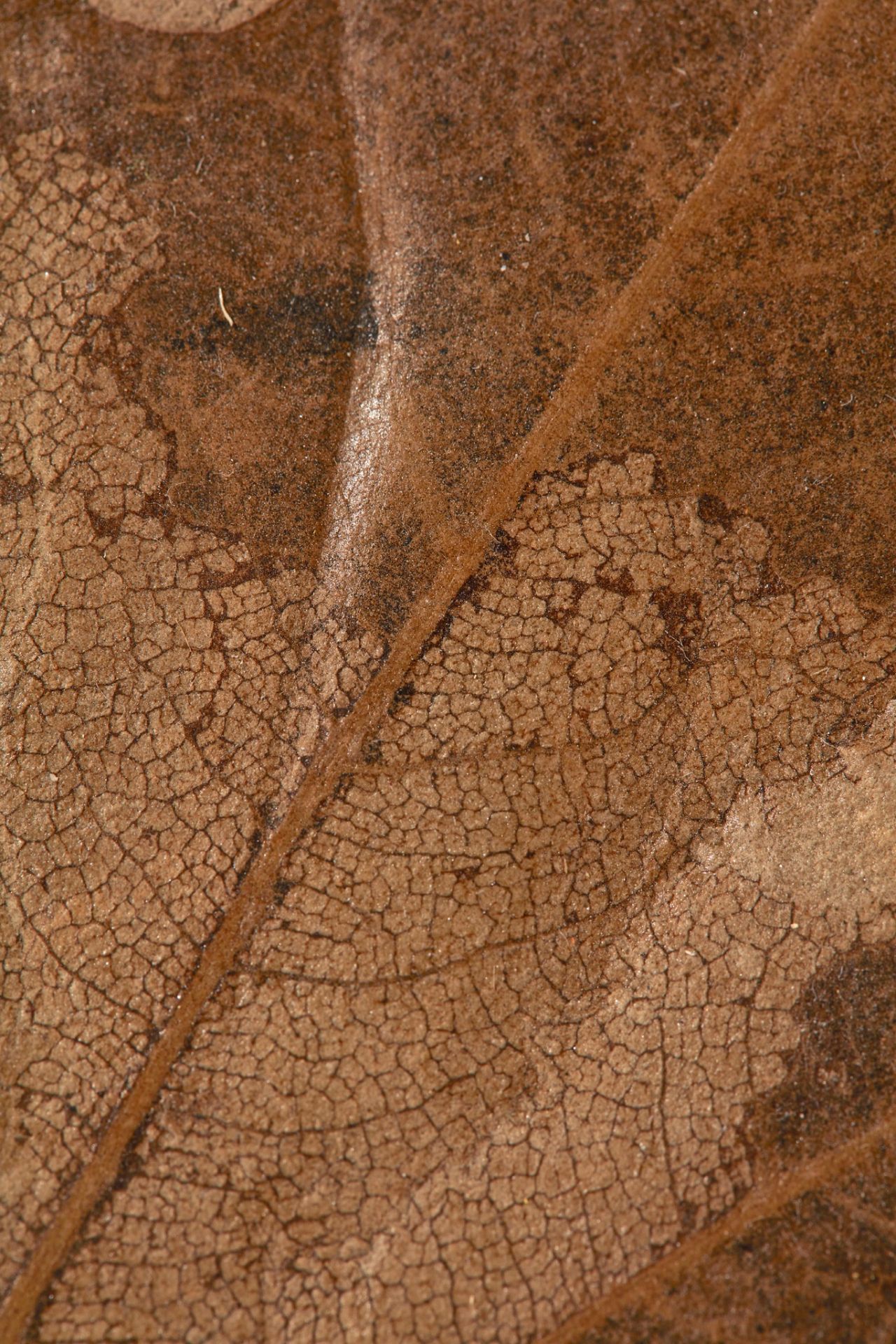 FOSSIL SYCAMORE LEAF GREEN RIVER, WYOMING, EOCENE PERIOD, 50 MILLION YEARS BP - Image 4 of 4