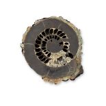 SPEETONICERAS AMMONITE PAIR VOLGA RIVER, RUSSIA, JURASSIC PERIOD, 200 MILLION YEARS BP