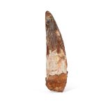 LARGE SPINOSAURUS TOOTH MOROCCO, CRETACEOUS PERIOD, 110 MILLION YEARS BP