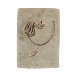 CRINOID PLAQUE CRAWFORDSVILLE, USA, CARBONIFEROUS PERIOD, 300 MILLION YEARS BP