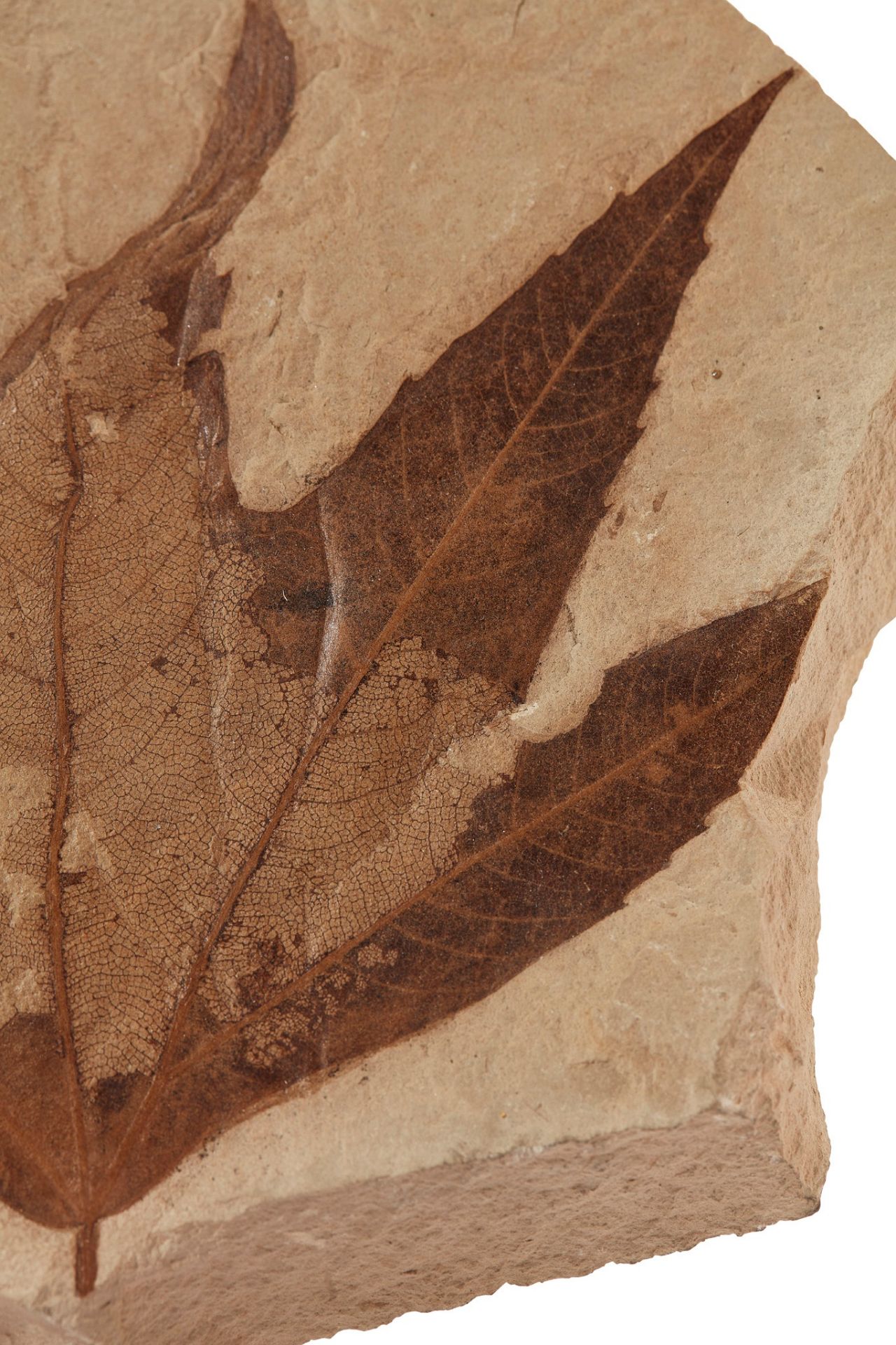 FOSSIL SYCAMORE LEAF GREEN RIVER, WYOMING, EOCENE PERIOD, 50 MILLION YEARS BP - Image 3 of 4