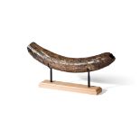 MAMMOTH TUSK NORTH SEA, PLEISTOCENE PERIOD, 50,000 YEARS BP