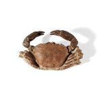 ARCHAEOGERYON CRAB FOSSIL ARGENTINA, MIOCENE PERIOD, 20 MILLION YEARS BP