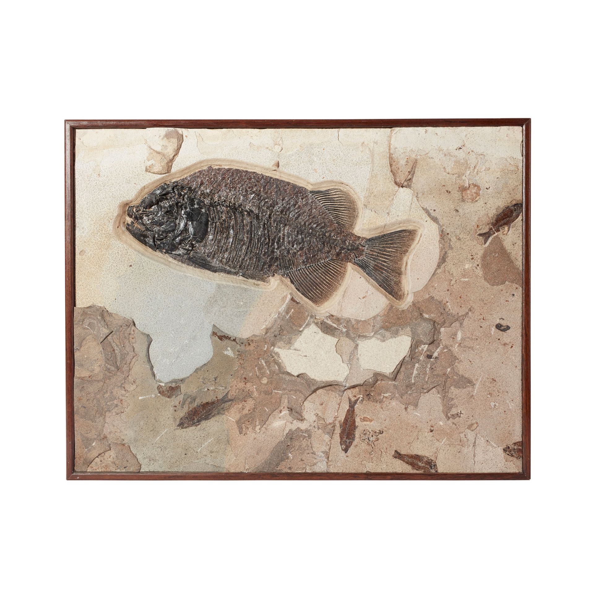 PHAREODUS FISH FOSSIL PLAQUE GREEN RIVER FORMATION, USA, LOWER EOCENE PERIOD, 50 MILLION YEARS BP