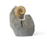 ASTEROCERAS AMMONITE JURASSIC COAST, UNITED KINGDOM, JURASSIC PERIOD, 180 MILLION YEARS BP