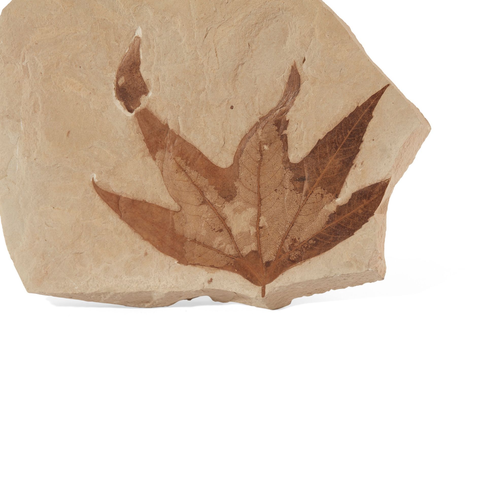 FOSSIL SYCAMORE LEAF GREEN RIVER, WYOMING, EOCENE PERIOD, 50 MILLION YEARS BP - Image 2 of 4